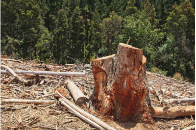 Как убрать пень с участка: топ способов